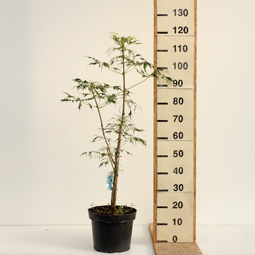 Ejemplar de Aesculus hippocastanum Laciniata - Castaño de Indias Maceta 7,5L/10L entregado en verano