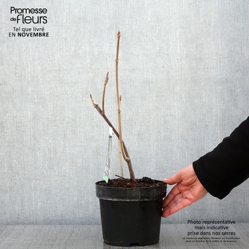 Ejemplar de Aesculus parviflora - Castaño de hojas pequeñas Maceta 2L/3L entregado en otoño