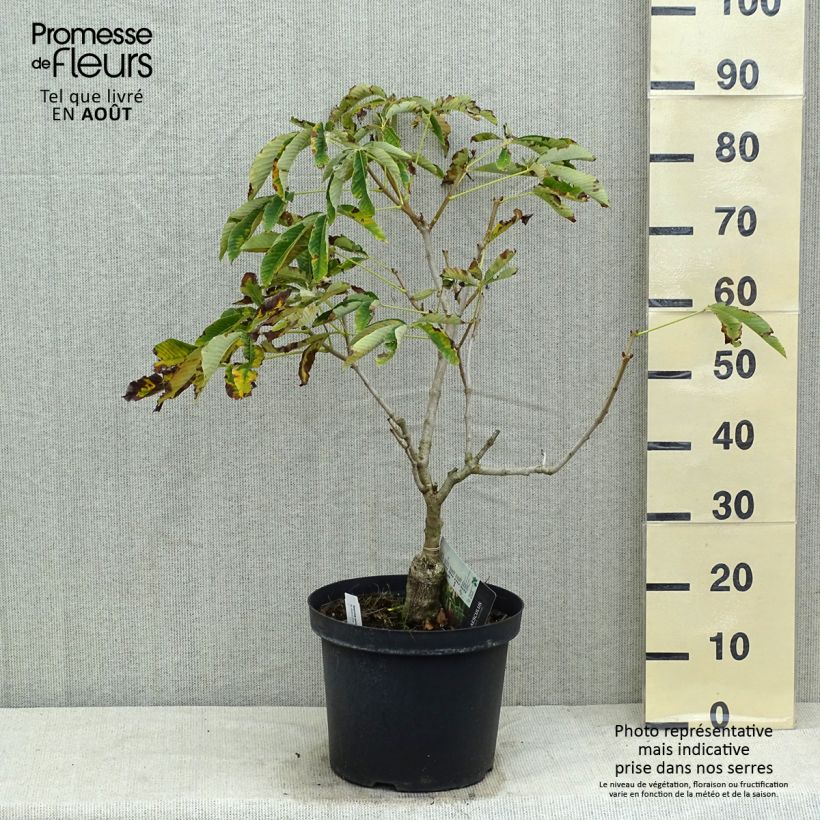 Ejemplar de Aesculus pavia var. discolor Koehnei - Castaños Maceta 7,5L/10L entregado en verano