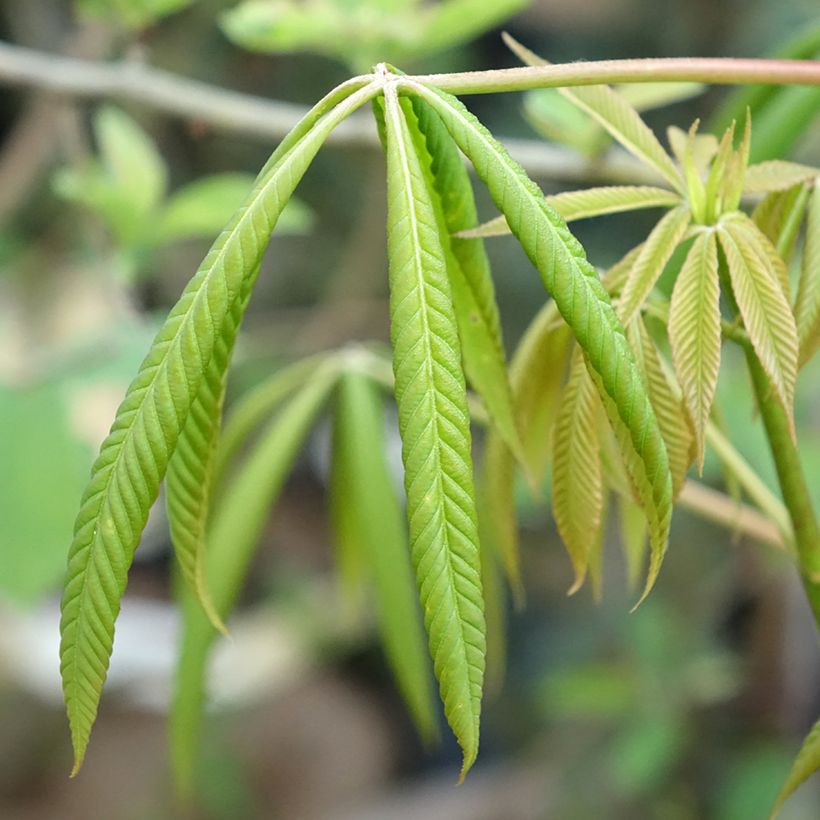 Aesculus x glaucescens - Castaños (Follaje)