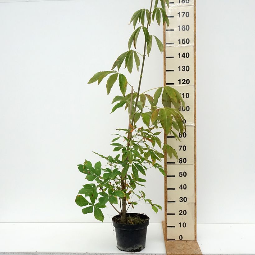 Ejemplar de Aesculus x glaucescens - Castaños Maceta 7,5L/10L entregado en verano