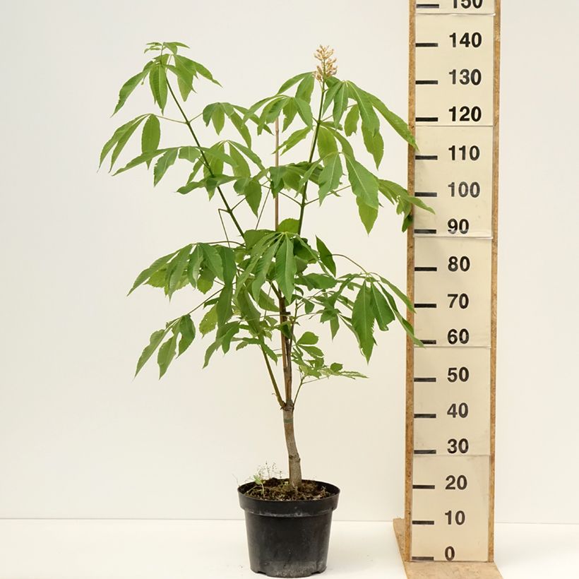 Aesculus x glaucescens - Castaños Maceta 7,5L/10LAltura de entrega aprox. 80/100cm Ejemplar entregado en la primavera