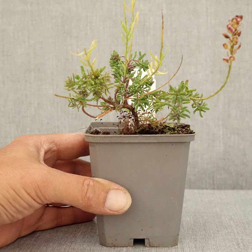 Ejemplar de Aethionema armenum Warley Ruber - Berro de roca Maceta de 8/9 cm entregado en verano