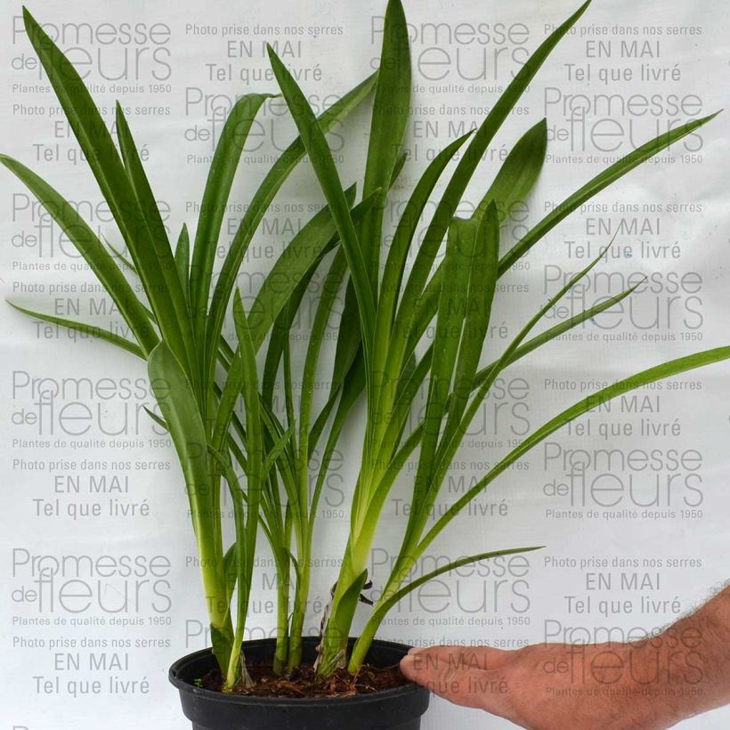 Ejemplo de ejemplar de Agapanto inapertus Nigrescens Maceta 2L/3L tal y como se entrega