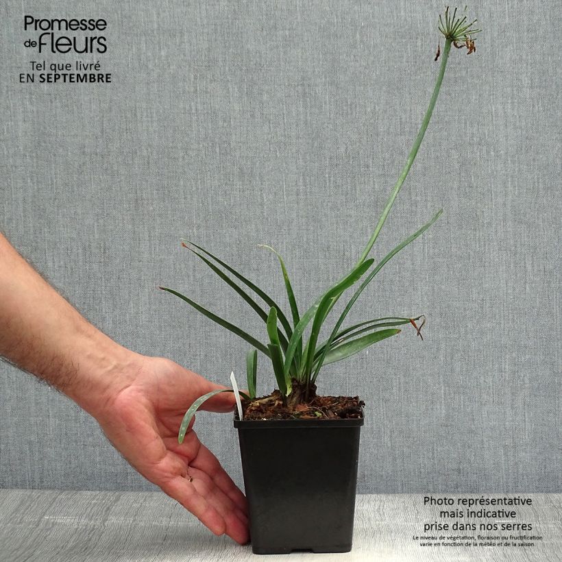 Ejemplar de Agapanto Black Buddhist Maceta de 8/9 cm entregado en otoño