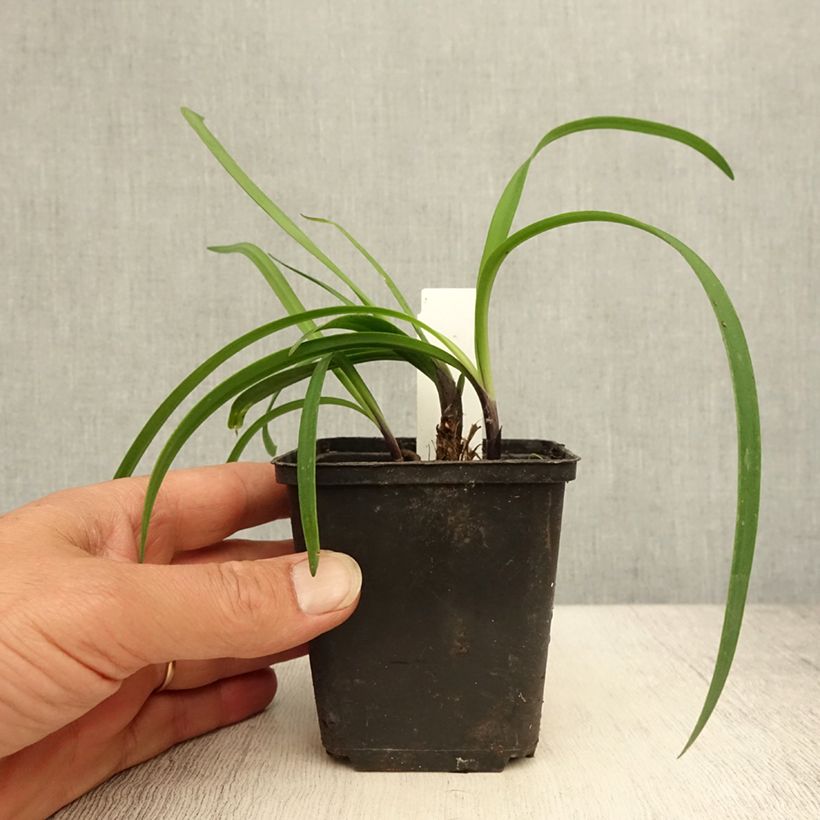 Ejemplar de Agapanto Black Buddhist Maceta de 8/9 cm entregado en verano