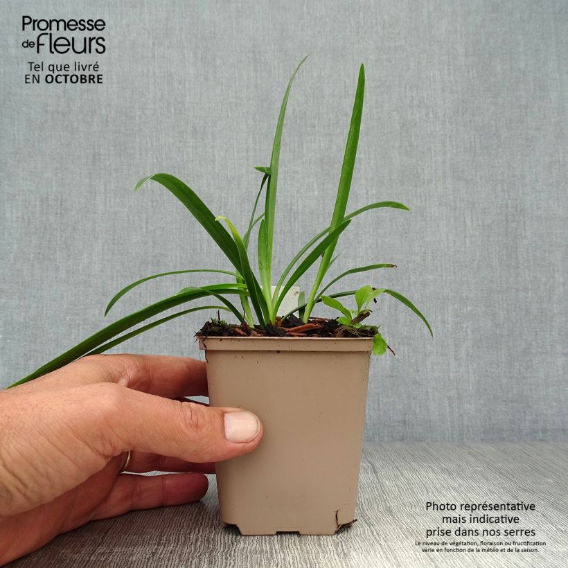 Ejemplar de Agapanto inapertus Black Magic Maceta de 8/9 cm entregado en otoño