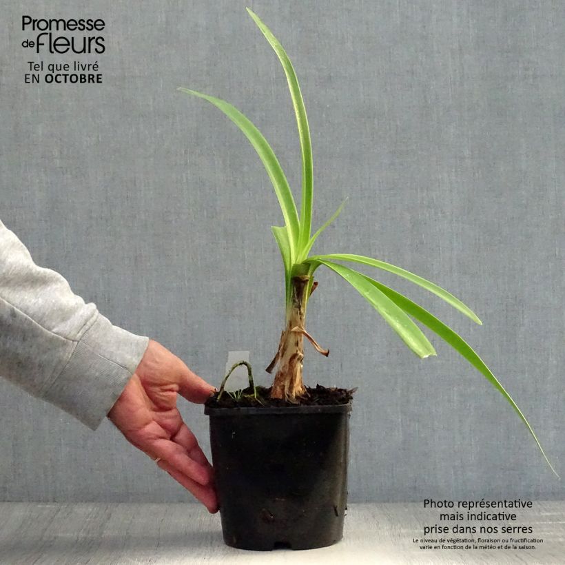 Ejemplar de Agapanto inapertus Black Magic Maceta 2L/3L entregado en otoño