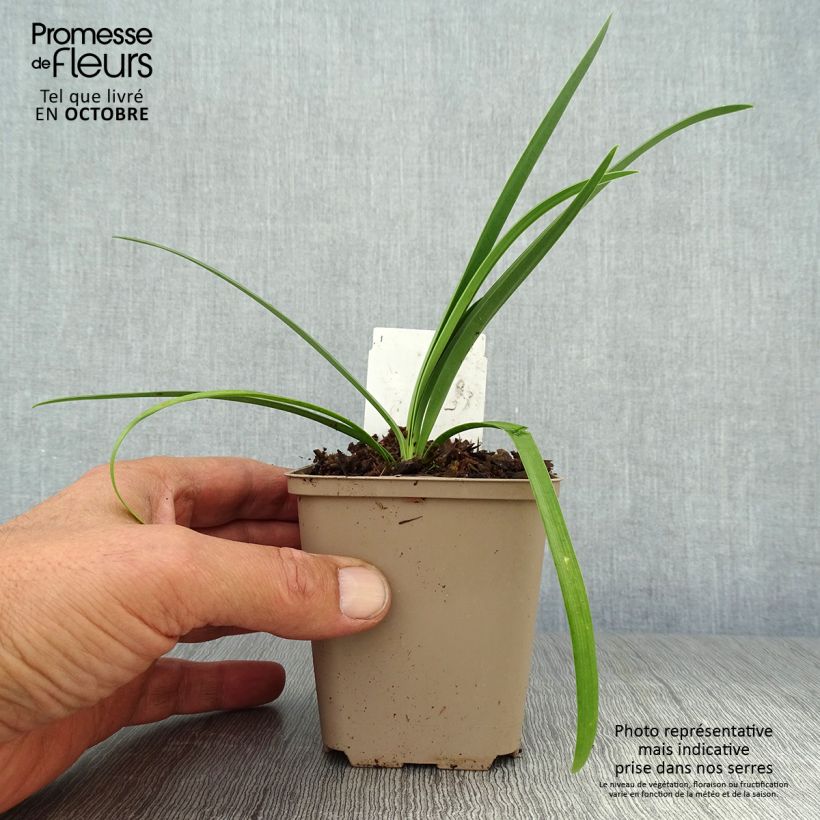 Ejemplar de Agapanto Black Pantha Maceta de 8/9 cm entregado en otoño