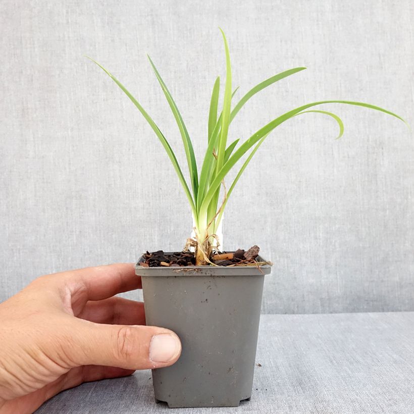 Ejemplar de Agapanthus campanulatus var. albidus - Lirio africano Maceta de 8/9 cm entregado en verano
