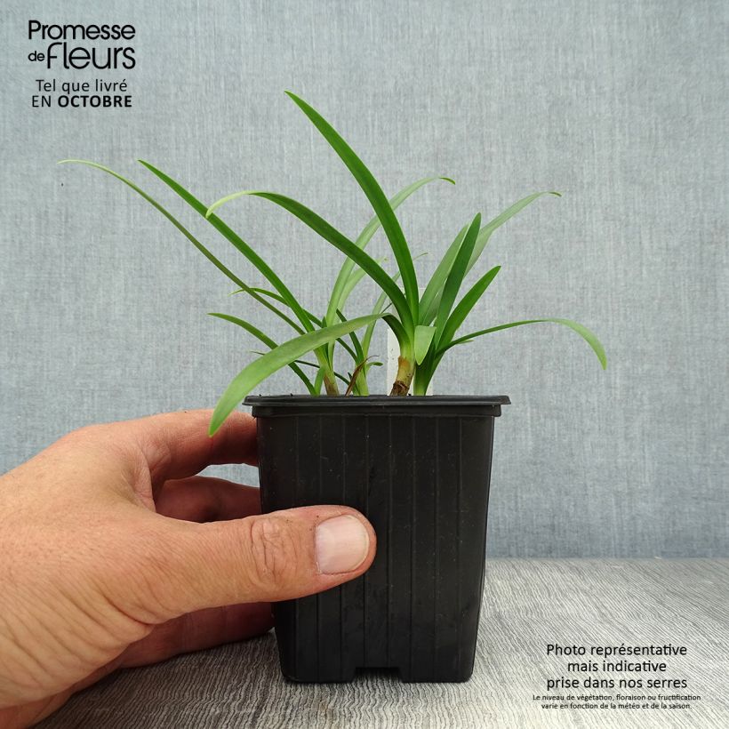 Ejemplar de Agapanto Charlotte Maceta de 8/9 cm entregado en otoño