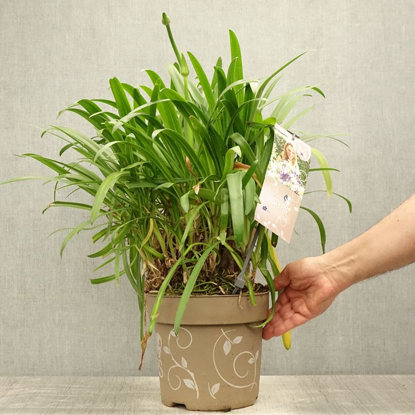 Ejemplar de Agapanto Three Sisters Mix Maceta 6L/7L entregado en verano