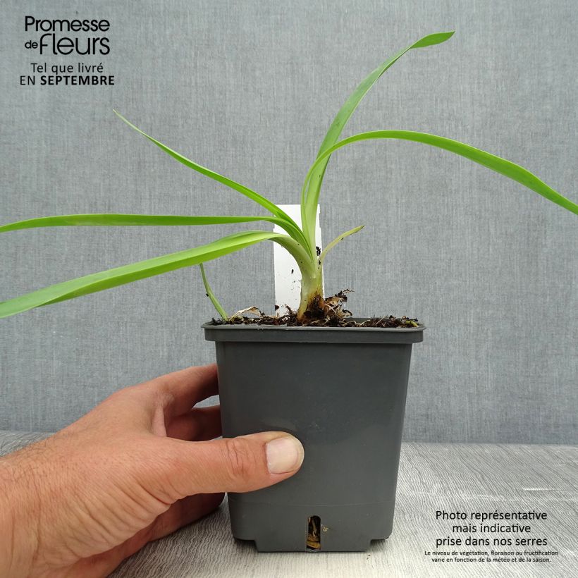 Ejemplar de Agapanto Phantom Maceta 1L/1,5L entregado en otoño