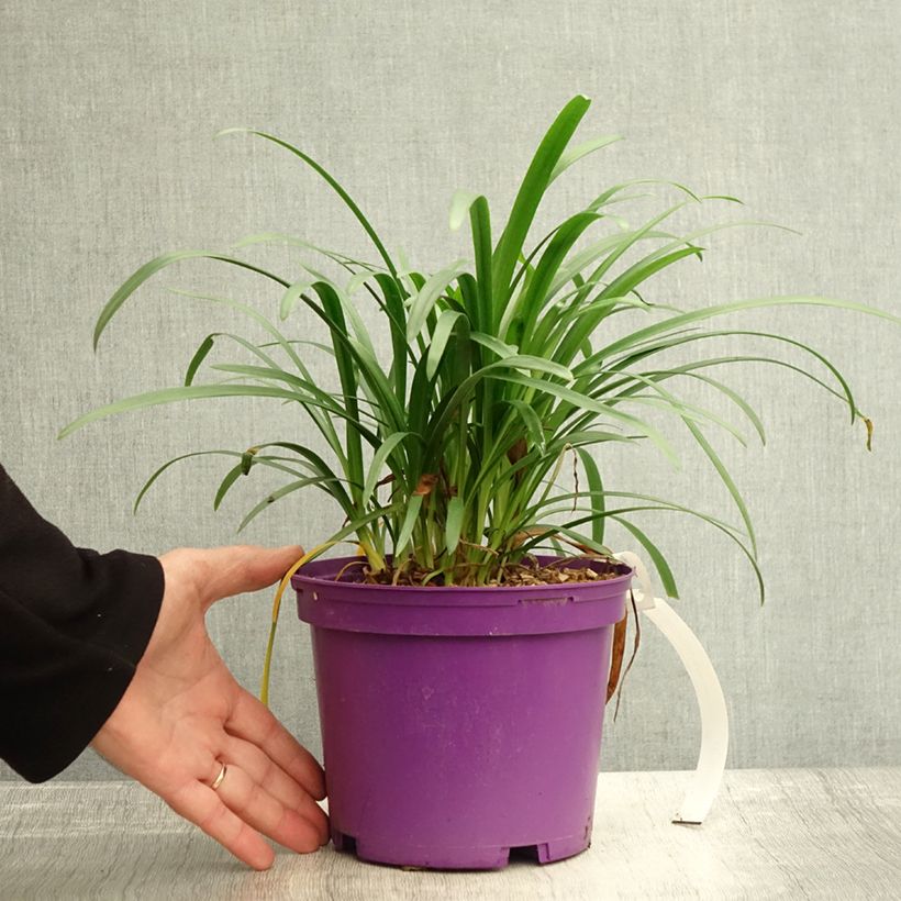 Ejemplar de Agapanto Pitchoune Violet Maceta 3L/4L entregado en otoño