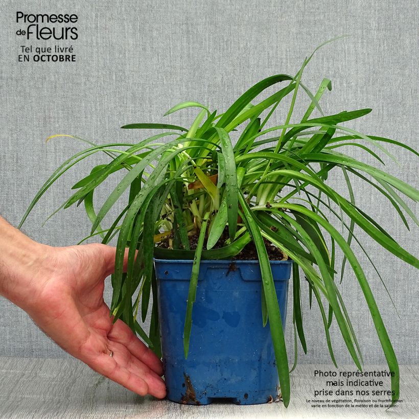 Ejemplar de Agapanto Pitchoune White Maceta 2L/3L entregado en otoño