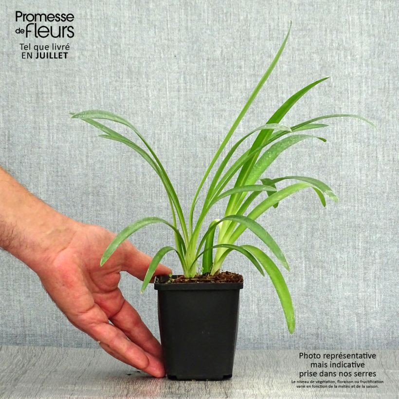 Ejemplar de Agapanto Pretty Sandy Maceta de 8/9 cm entregado en verano
