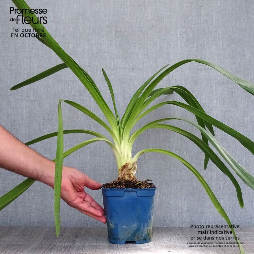 Ejemplar de Agapanto Queen Mum Maceta 2L/3L entregado en otoño