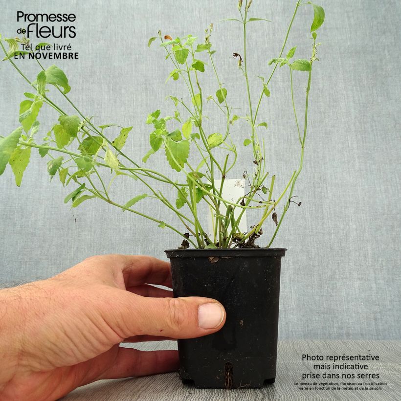 Ejemplar de Agastache aurantiaca Apricot Sprite Maceta de 8/9 cm entregado en otoño