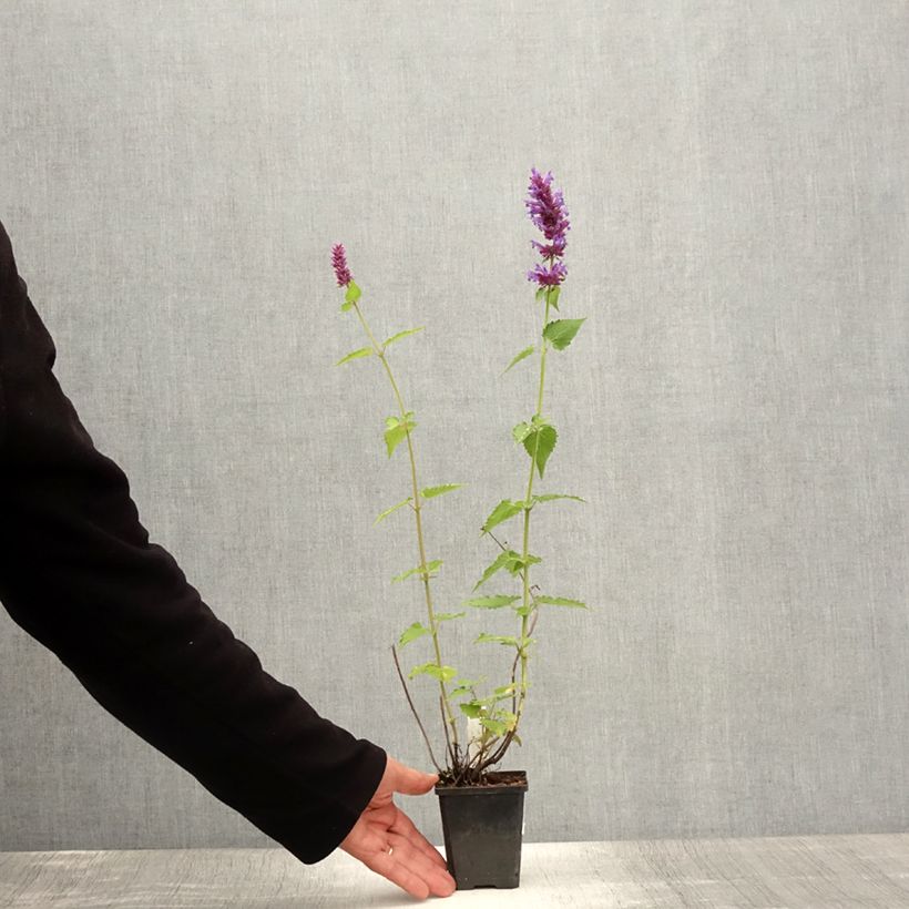Ejemplar de Agastache Blue Boa Godet de 9cm entregado en verano