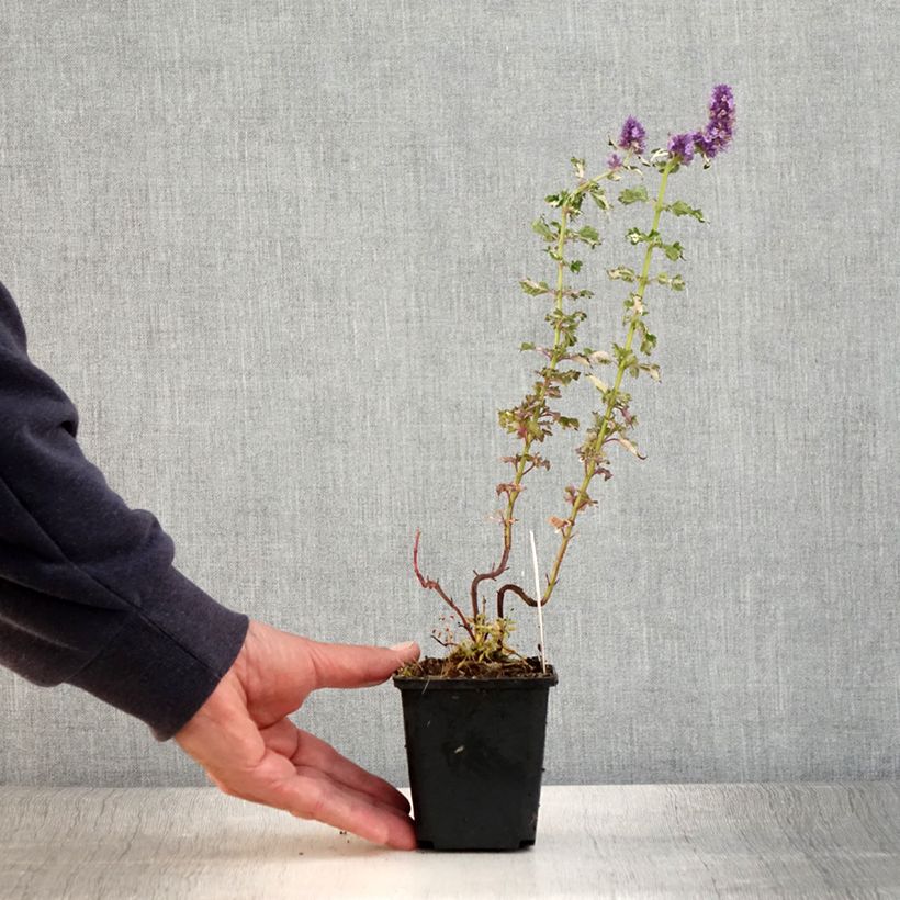 Ejemplar de Agastache Crazy Fortune Godet de 8/9 cm entregado en verano