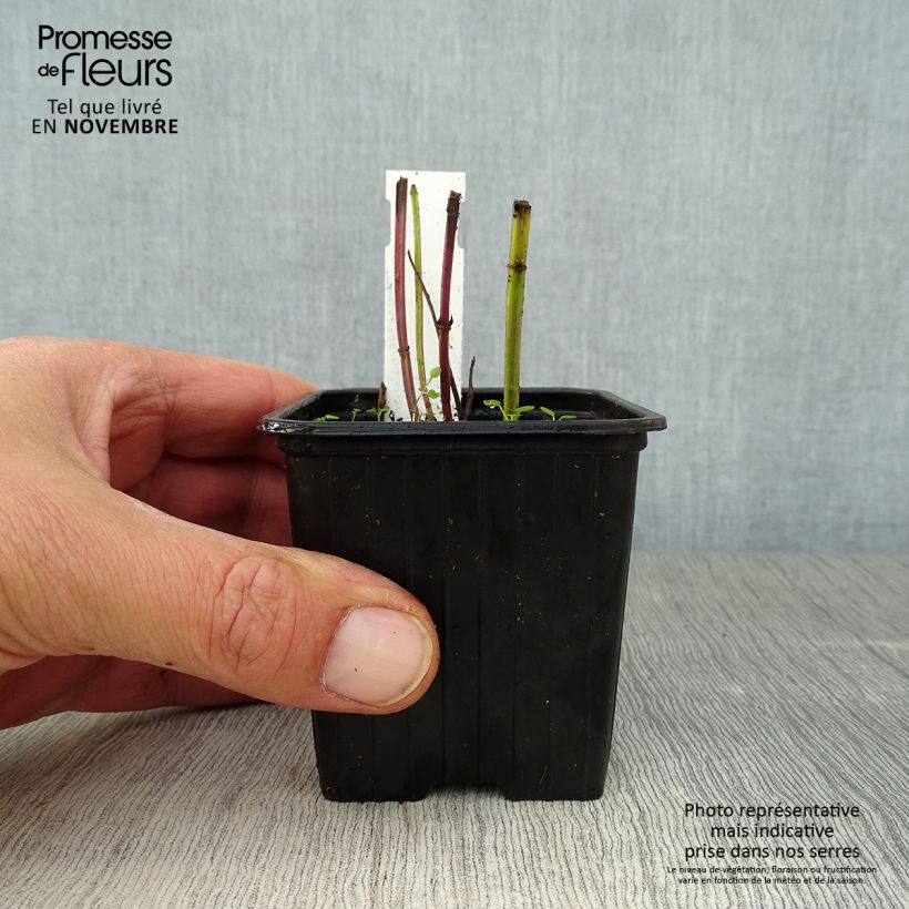 Ejemplar de Agastache foeniculum - Hisopo anís Maceta de 8/9 cm entregado en otoño