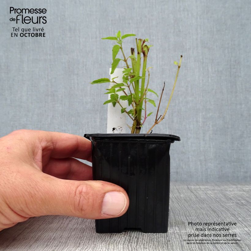 Ejemplar de Agastache Kolibri Maceta de 8/9 cm entregado en otoño