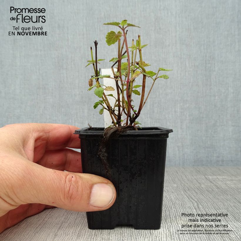 Ejemplar de Agastache Kudo's Coral Maceta de 8/9 cm entregado en otoño