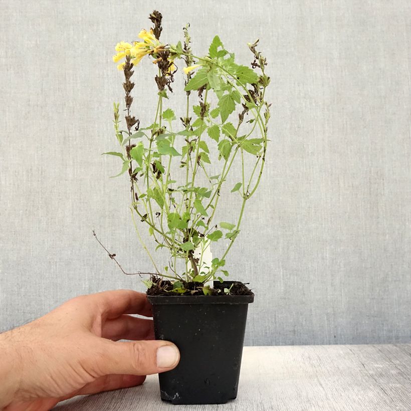 Ejemplar de Agastache Kudos Gold Maceta de 8/9 cm entregado en otoño