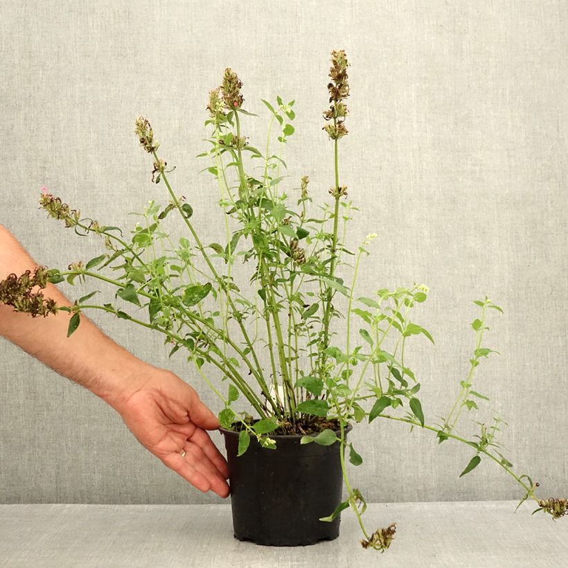 Ejemplar de Agastache mexicana Red Fortune Maceta 2L/3L entregado en verano