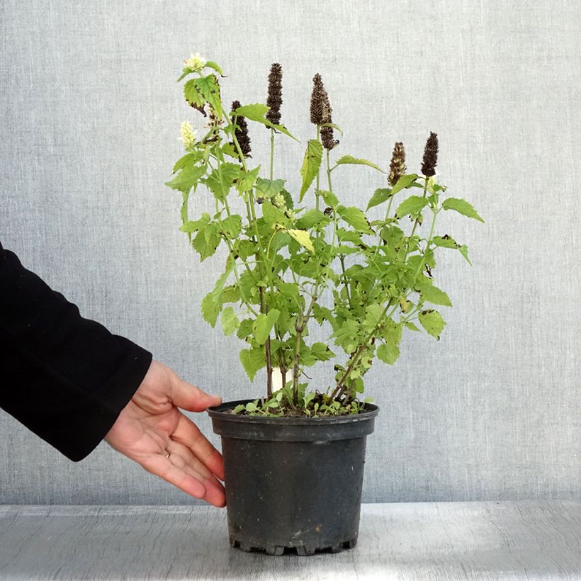 Ejemplar de Agastache rugosa Alabaster - Menta coreana Maceta 2L/3L entregado en otoño