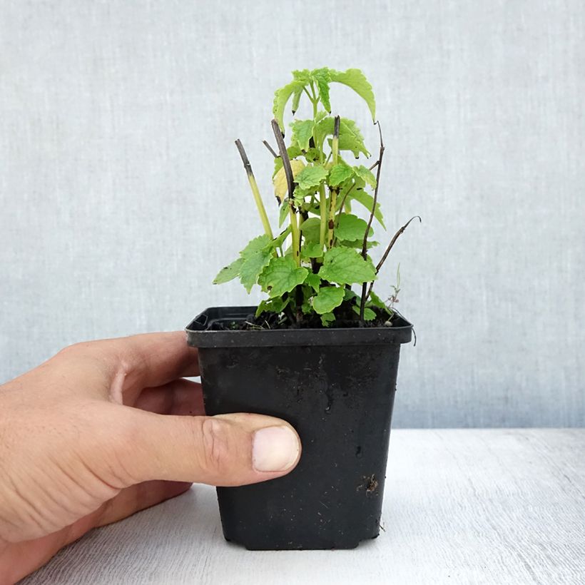 Ejemplar de Agastache rugosa Alabaster - Menta coreana Maceta de 8/9 cm entregado en verano