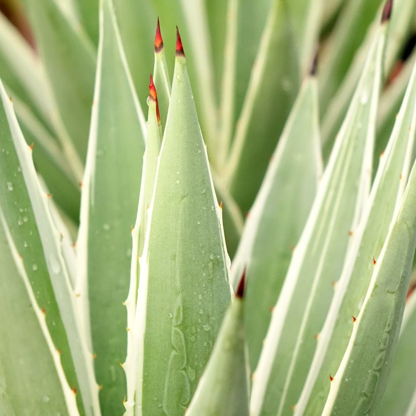 Bacanora - Agave angustifolia Marginata (Follaje)
