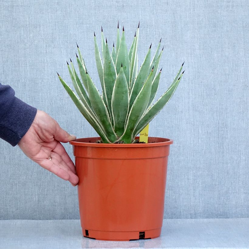 Bacanora - Agave angustifolia Marginata Maceta 4L/5LAltura de entrega aprox. 25/30cm Ejemplar entregado en la primavera