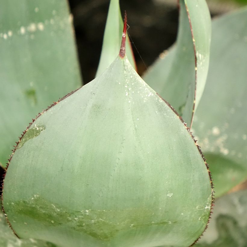 Agave celsii Nova - Maguey (Follaje)