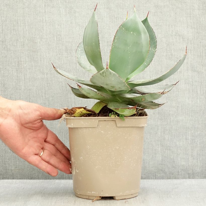 Ejemplar de Agave celsii Nova - Maguey Maceta 3L/4L entregado en verano
