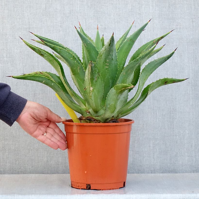 Agave desmetiana - Maguey de pita Maceta 4L/5L Ejemplar entregado en la primavera