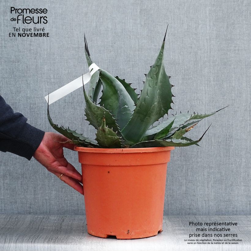 Ejemplar de Agave havardiana Maceta 7,5L/10L entregado en otoño