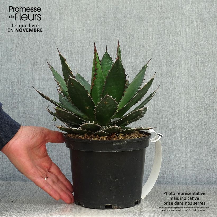 Ejemplar de Maguey del pedregal - Agave horrida Maceta 3L/4L entregado en otoño