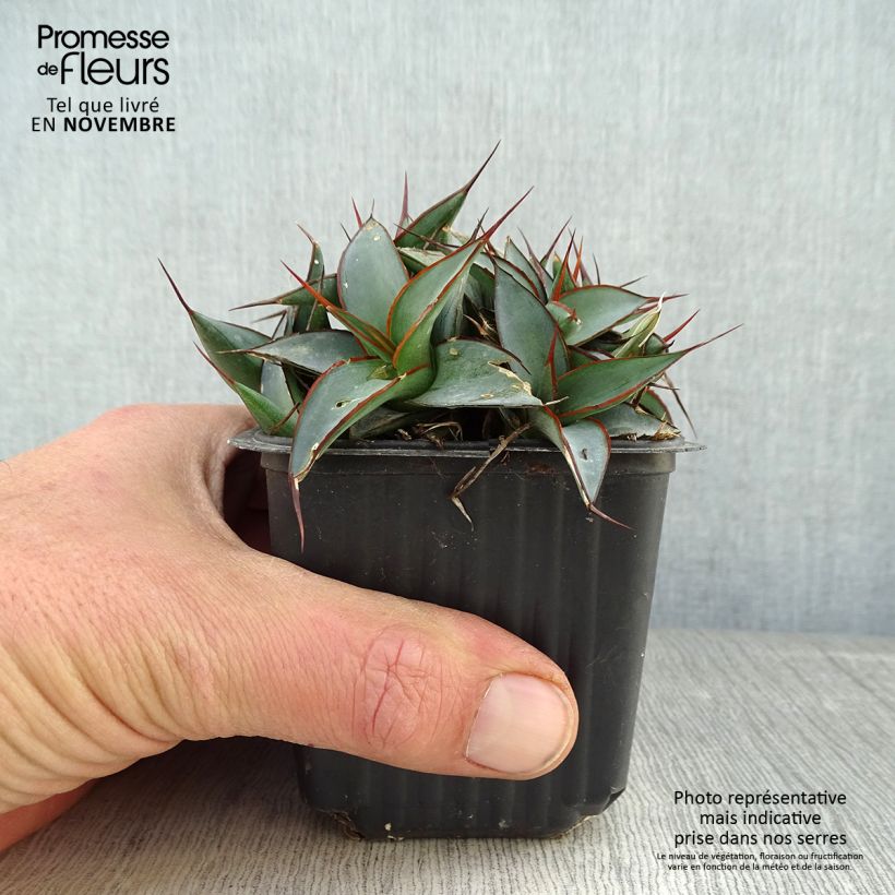 Ejemplar de Agave impressa Impressive Maceta de 8/9 cm entregado en otoño