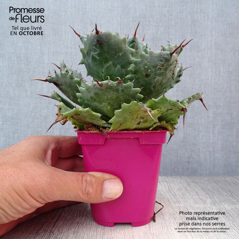 Ejemplar de Agave isthmensis Maceta de 10 cm/11 cm entregado en otoño