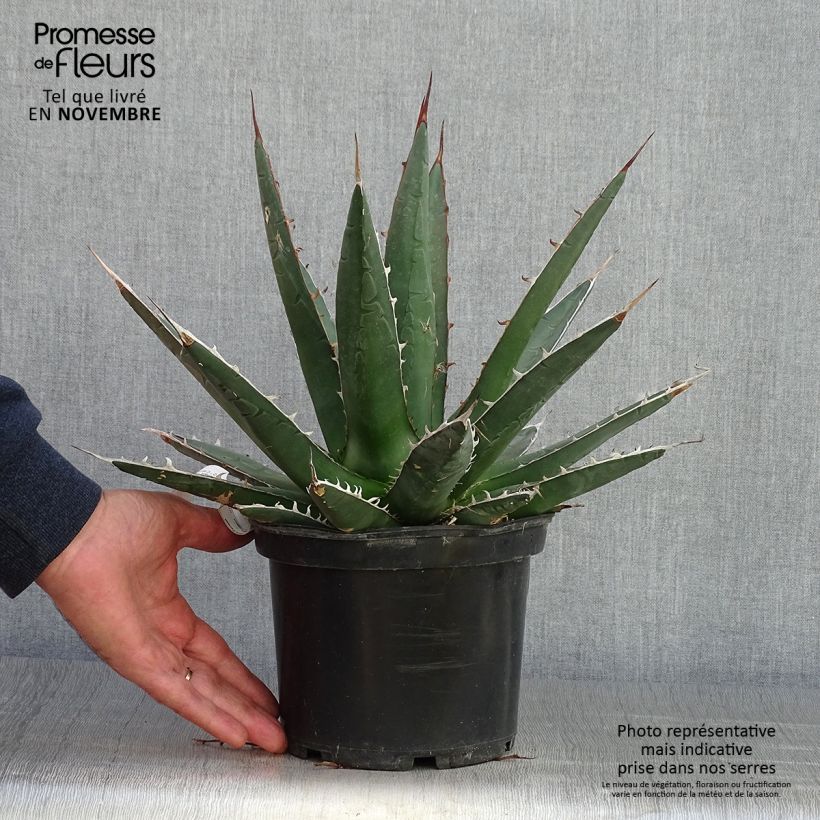 Ejemplar de Agave kerchovei Maceta 3L/4L entregado en otoño