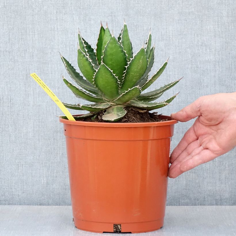 Agave lophantha Splendida - Agave bicolore Pot de 4L/5L, 20/25 diamètre Ejemplar entregado en la primavera