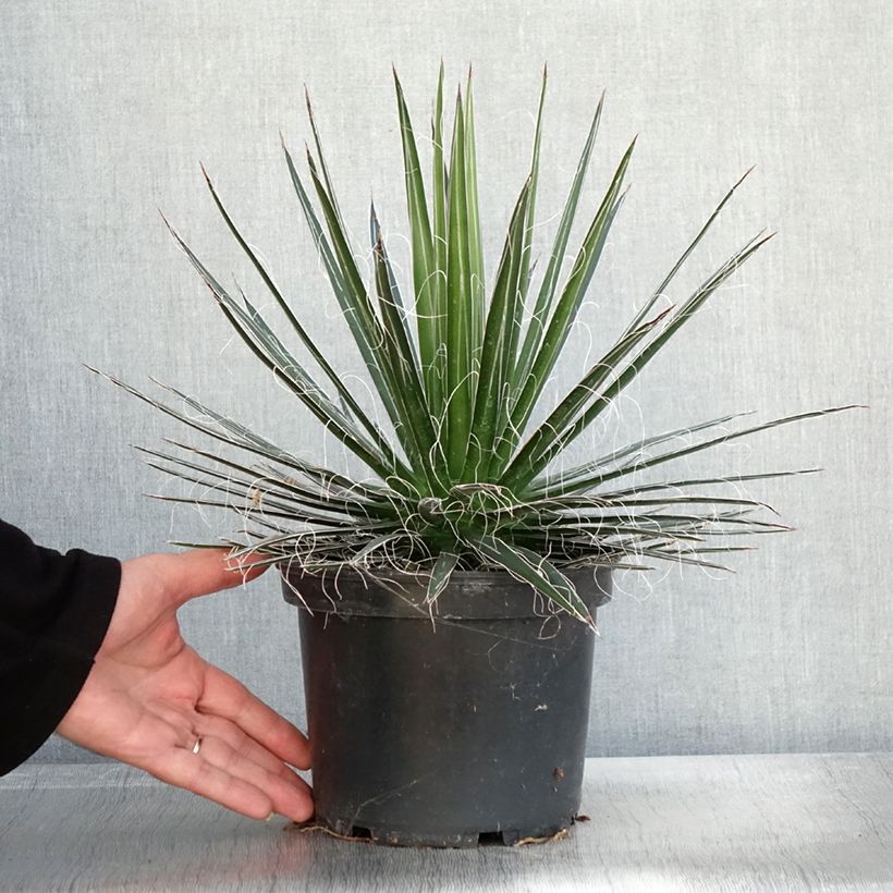 Ejemplar de Agave multifilifera Maceta 3L/4L entregado en otoño