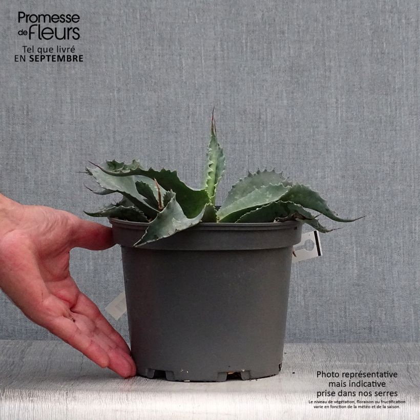 Ejemplar de Agave ovatifolia Maceta 3L/4L entregado en otoño