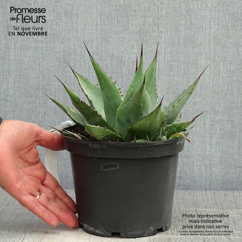 Ejemplar de Agave parrasana - Agave parrasano Maceta 3L/4L entregado en otoño