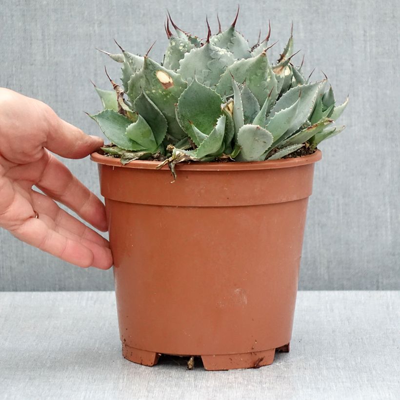 Agave parrasana - Agave parrasano Maceta 3L/4L Ejemplar entregado en la primavera