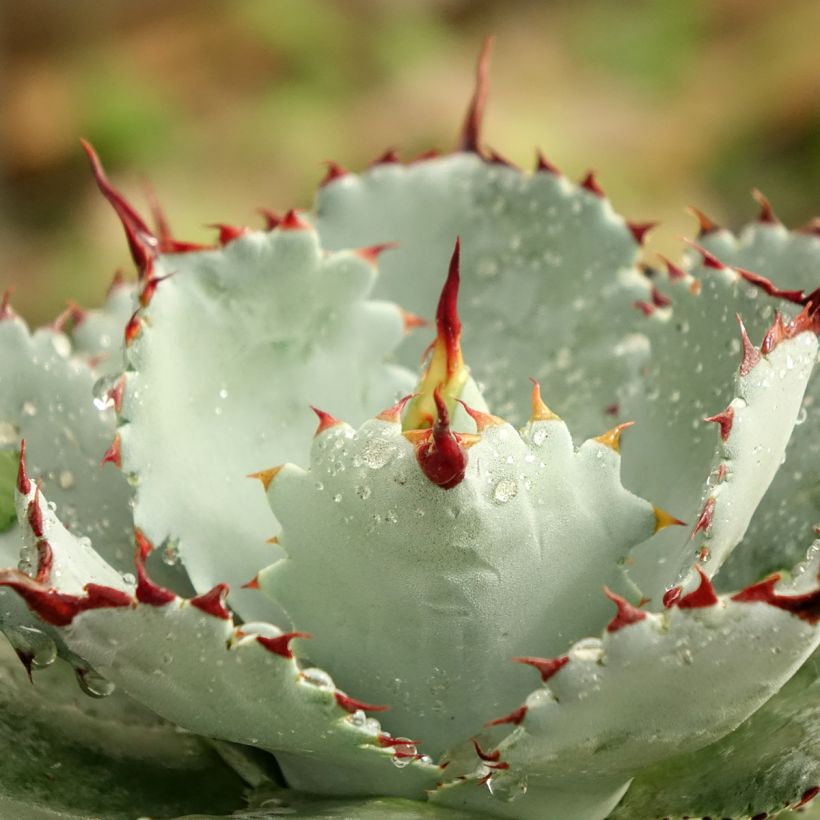 Agave potatorum Kichiokan - Maguey (Follaje)
