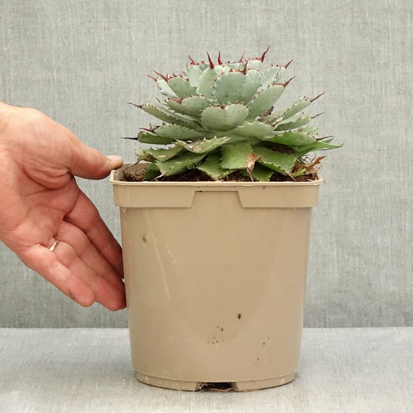Ejemplar de Agave potatorum Kichiokan - Maguey Maceta 3L/4L entregado en verano