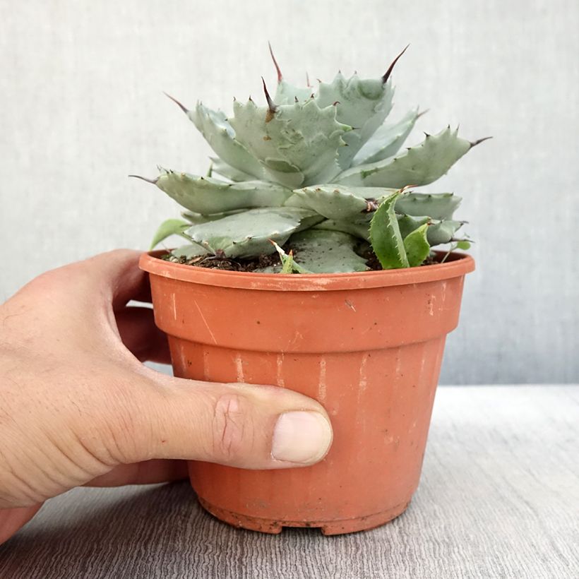 Ejemplar de Maguey de mezcal - Agave potatorum var. verschaffeltii Maceta 2L/3L entregado en otoño