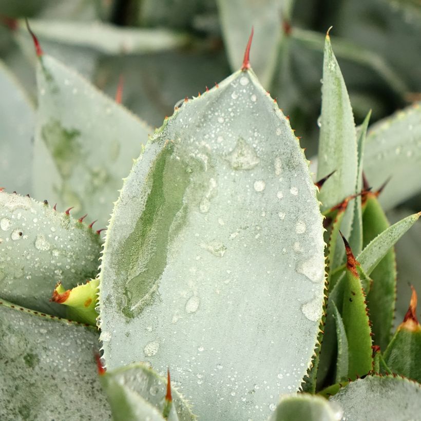Agave pygmae Dragon Toes - Maguey (Follaje)